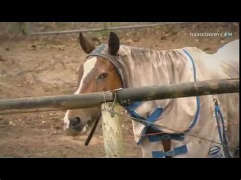 mujer cojen|Chica se deja follar brutalmente por un pony .